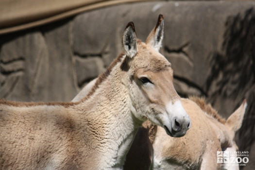 Persian Onager Head Shot