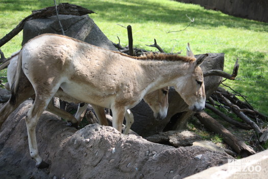 Persian Onager on Rocks
