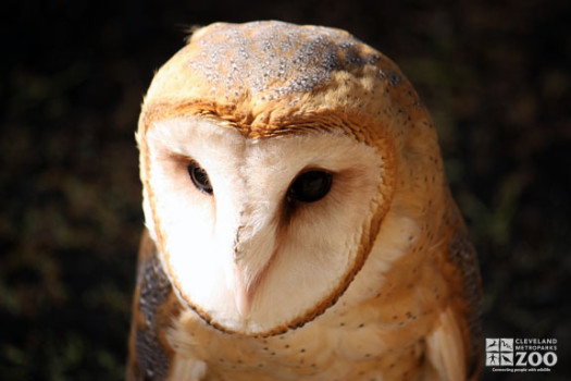 Barn Owl Looks Down