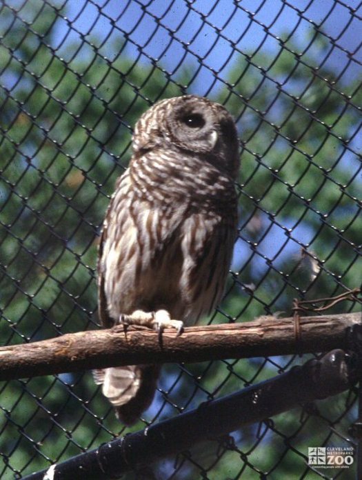 Barred Owl on Perch