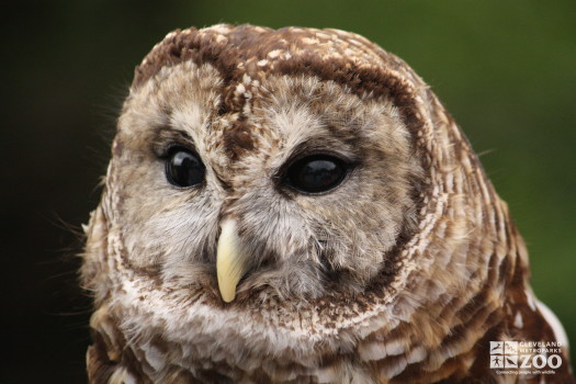 Barred Owl Close Up