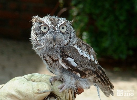 Eastern Screech Owl on Glove