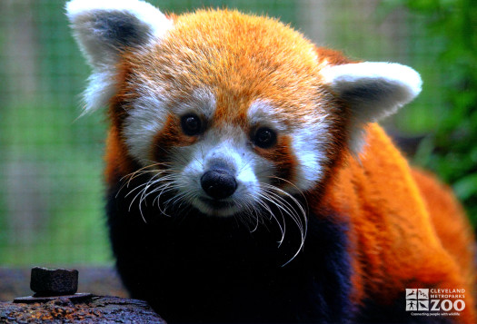 Red Panda Looks Ahead