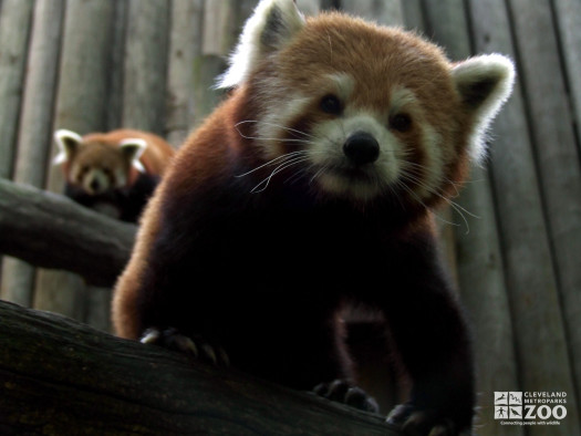 Red Panda Looks Down