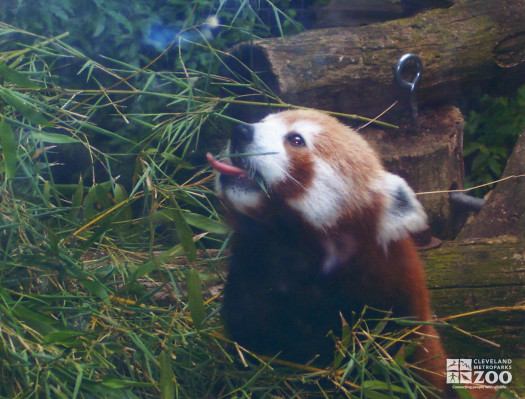 Red Panda Looks Up