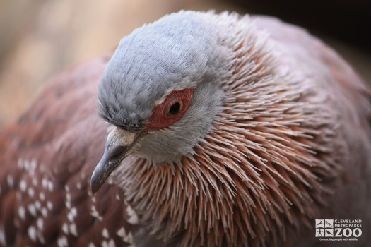 Speckled Pigeon Close Up