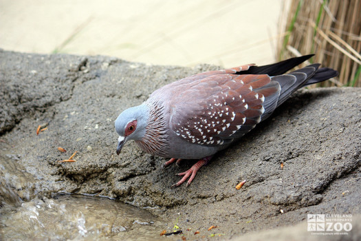 Speckled Pigeon Near Water