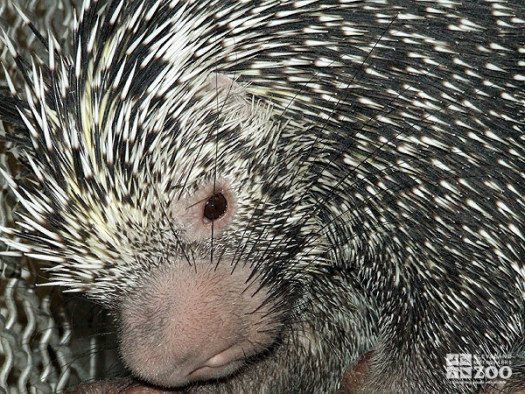 Prehensile-Tailed Porcupine