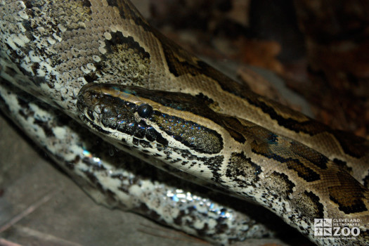 African Rock Python Close Up