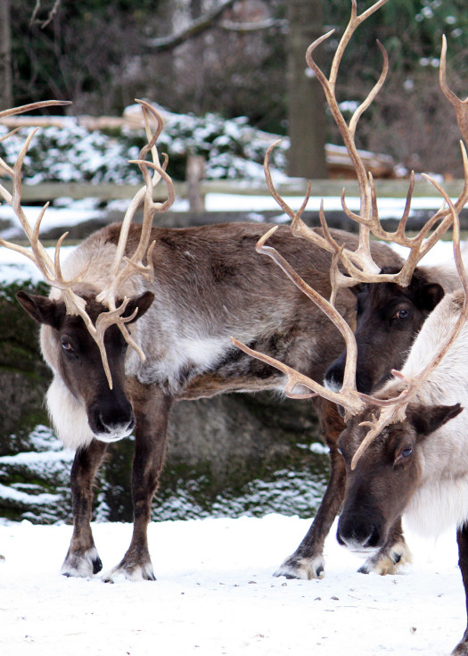 Reindeer Antlers
