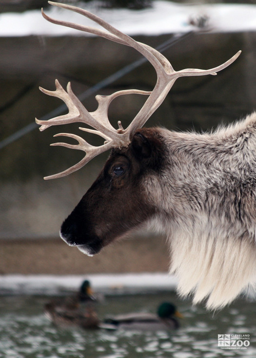 Reindeer Head Close Up