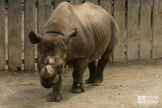 Rhinoceros Walks Forward 2