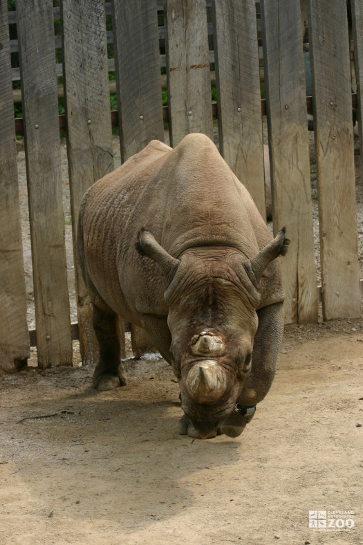 Rhinoceros Front View