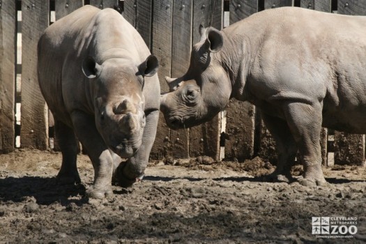 Rhinos Two in Yard