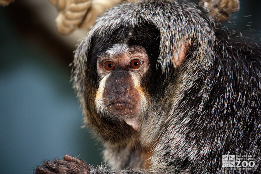 Pale-Headed Saki Monkey Close Up 2