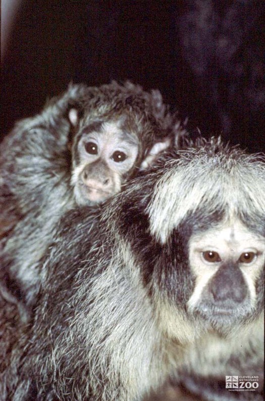 Pale-Headed Saki Monkey and Infant