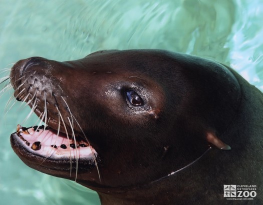 California Sea Lion Head Close Up