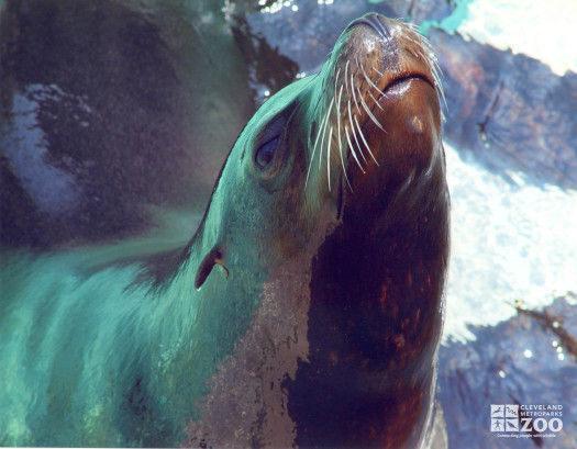 California Sea Lion Looks Up