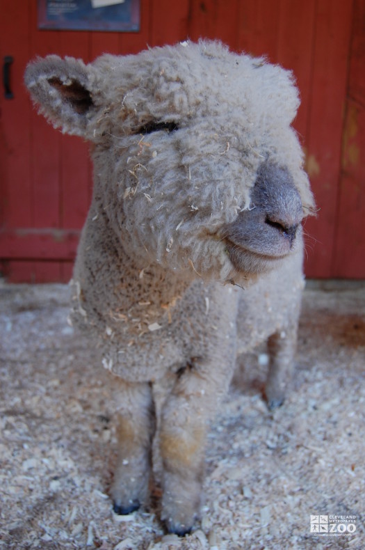 Infant South Down Sheep 3