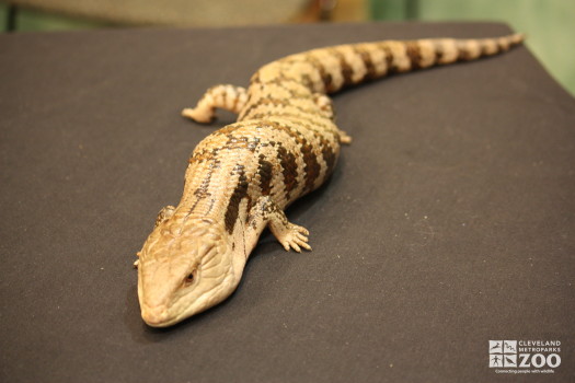 Blue-Tongued Skink