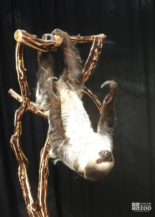 Two-Toed Sloth Upside Down