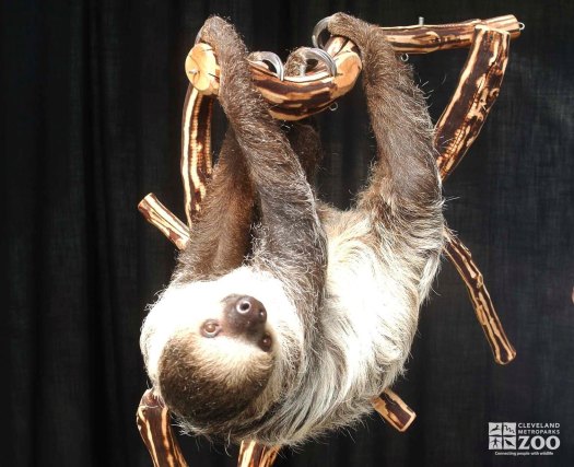 Two-Toed Sloth Hangs from Branch