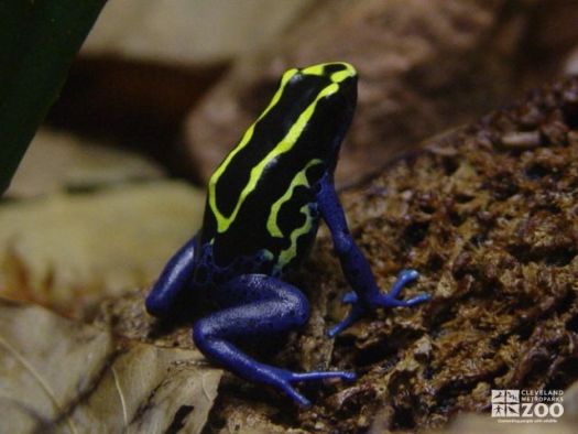 Yellow and Blue Poison Dart Frog