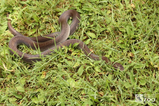 Brown House Snake in Grass