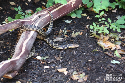 Eastern Fox Snake