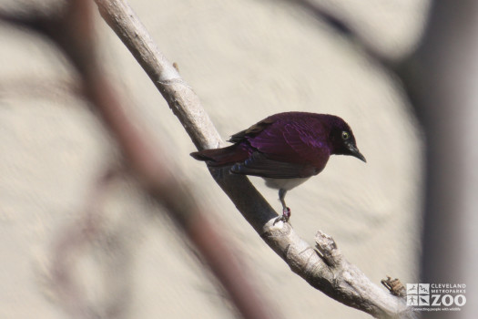 Violet-Backed Starling from Behind