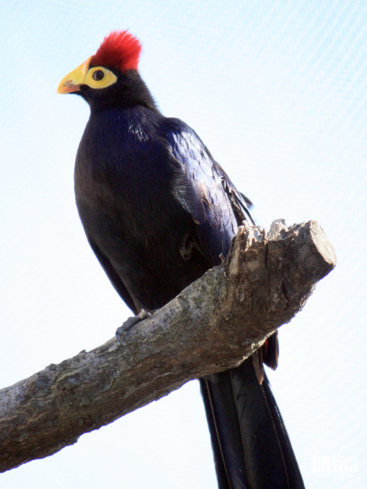 Lady Ross's Turaco