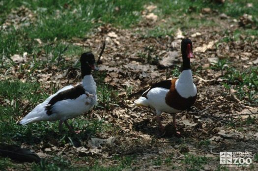 Common Shelduck