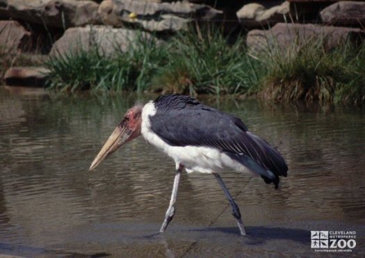 Marabou Stork in Water