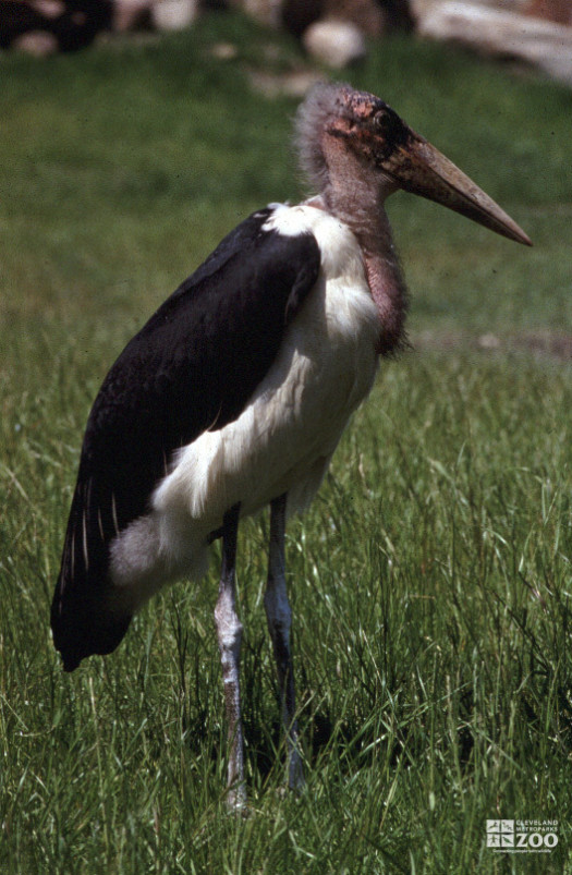 Marabou Stork