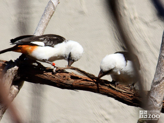 White-Headed Buffalo Weavers