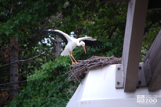 White Stork at Nest