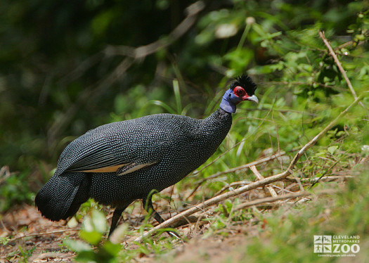 Eastern Crested Guineafowl