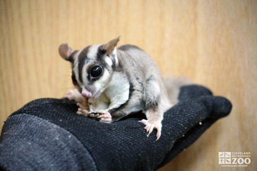 Sugar Glider on Glove