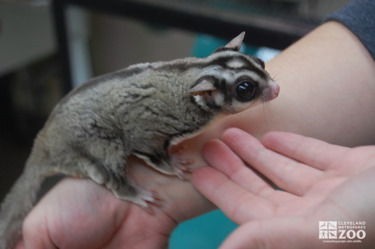 Sugar Glider on Hand