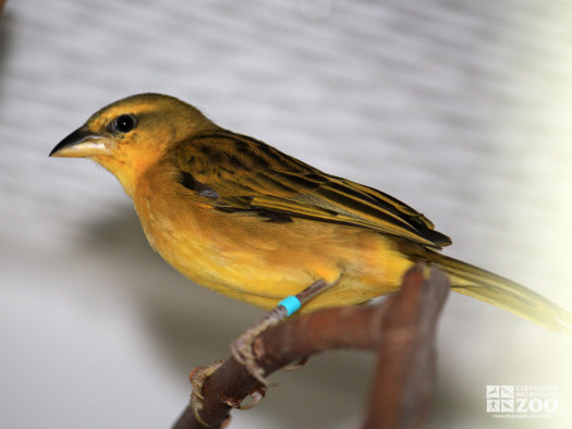 Taveta Golden Weaver 4