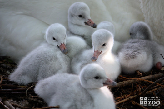 Trumpeter Swan Chicks