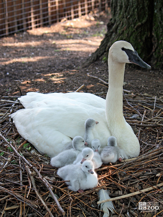 Trumpeter Swan with Chicks