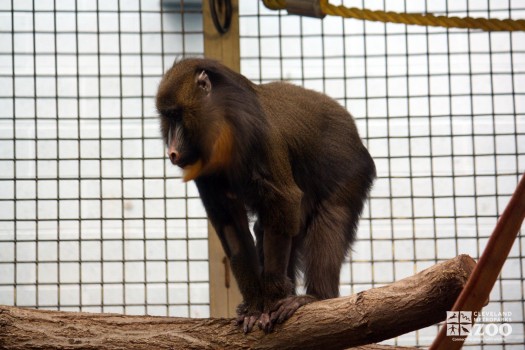 Mandrill on Branch