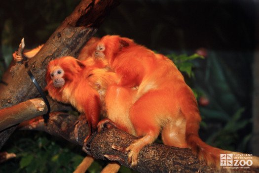 Pile of Golden Lion Tamarins