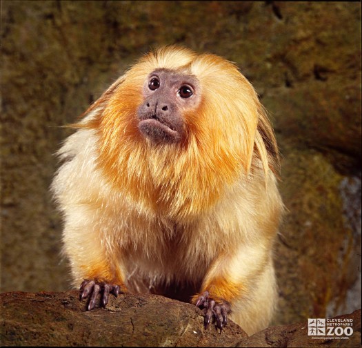 Golden Lion Tamarin