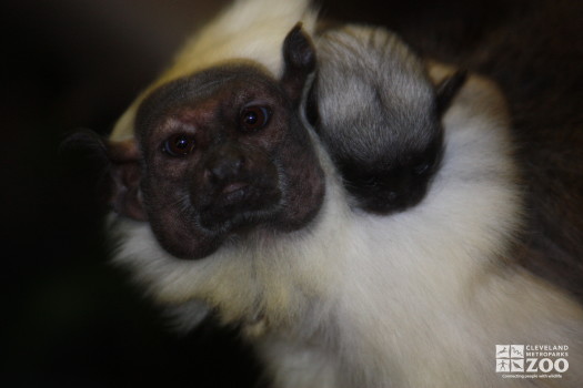 Pied Tamarin Looks Ahead with Baby 2