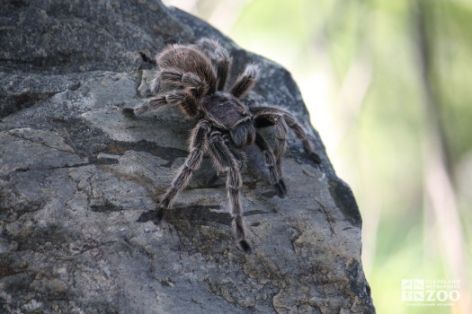 Rose Haired Tarantula on Rock