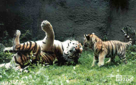 Adult and Cub Tigers Play