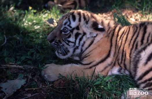 Tiger Cub Close Up