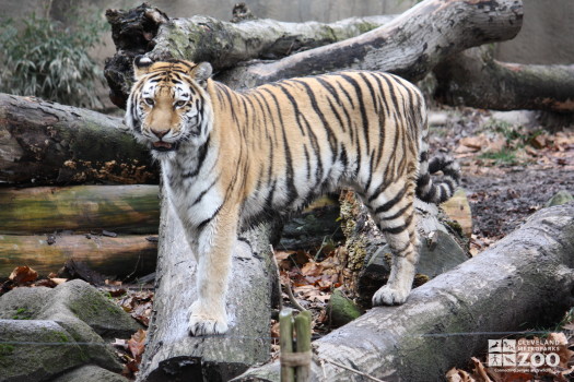 Amur Tiger On Logs